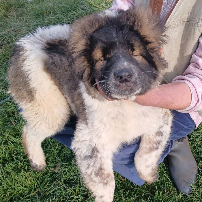 Каракачанка момиче търси своето семейство.