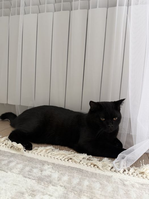 Кот породистый в добрые руки.