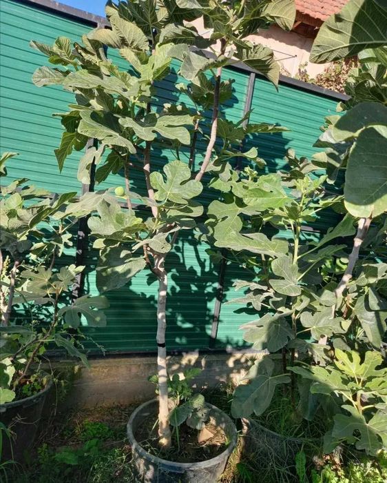 puieti smochin cu rod