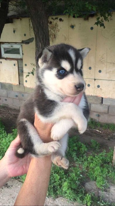 Девочка хаски по реальной цене