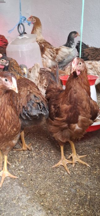 Vand Pui Rasă Mixta