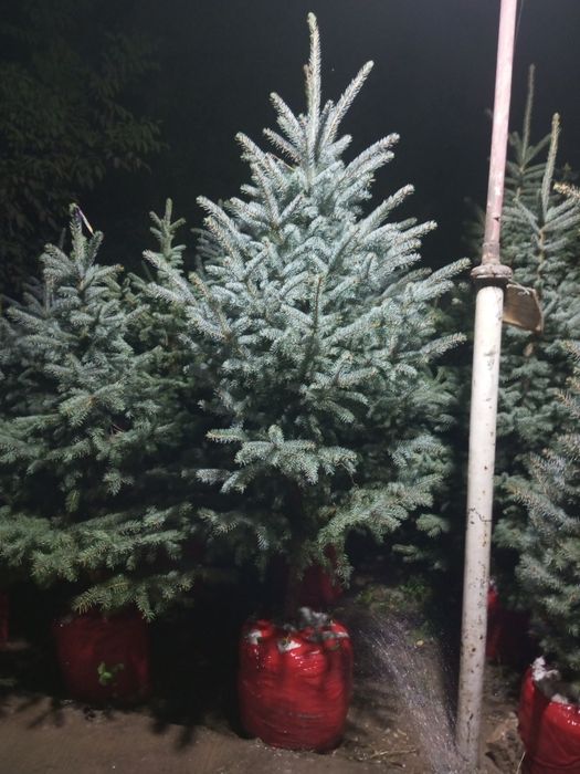 Galuboy yel  Va boshqa har xil Sovuqqa chidamli oʻsimlik va gullar