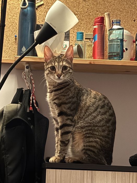 Женско коте кастрирано