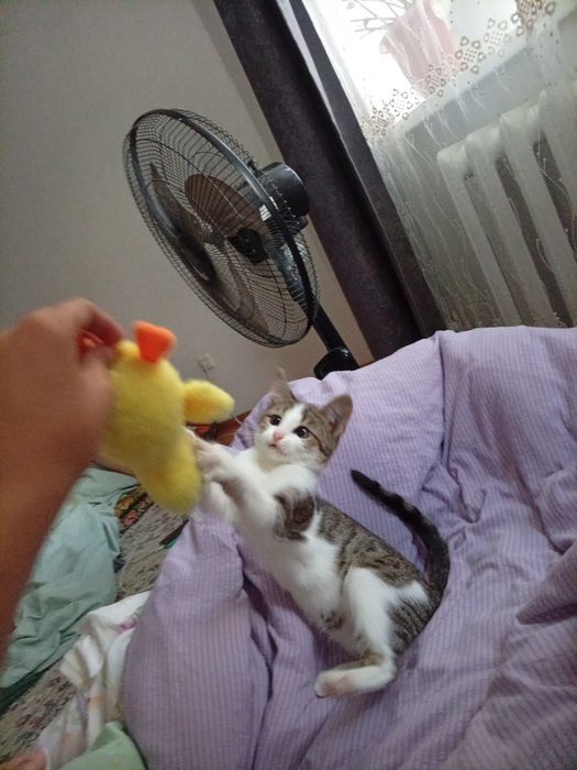 Котенок, 1 месяц, девочка.