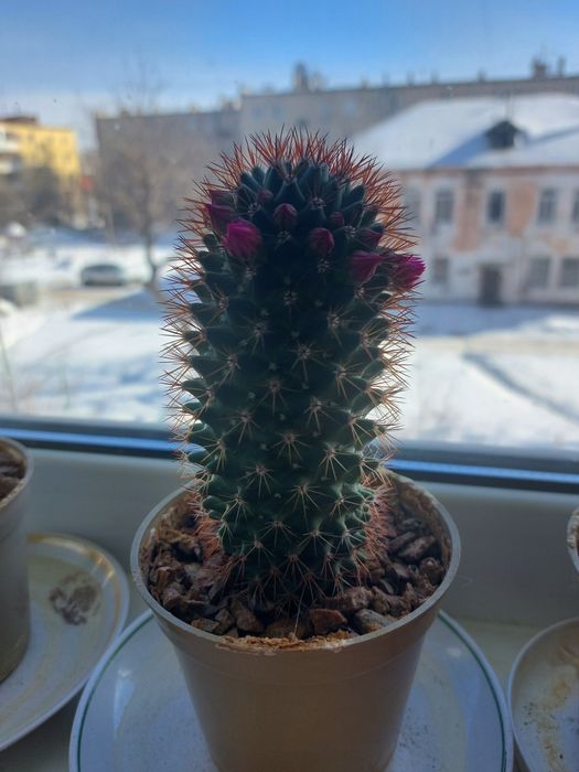 Кактусы цветущие