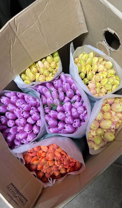 Тюльпаны оптом на 8 марта