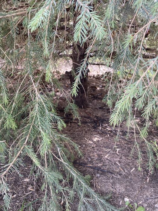 Ель высоки здоровый