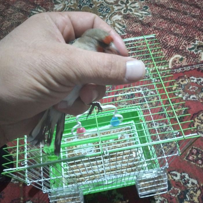 Сайроки сава куш сотилади