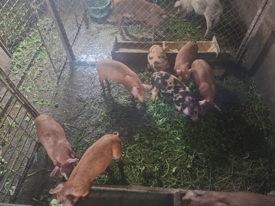 Vand porci rasa duroc