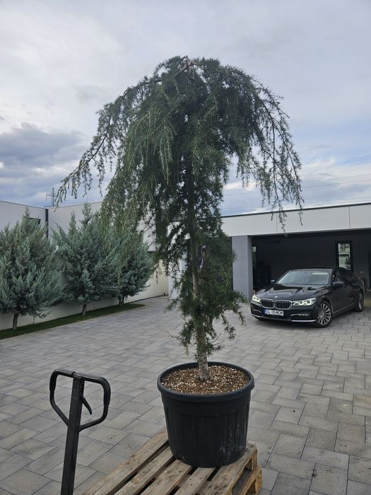 Maslin leilandy phoetinia eonymous