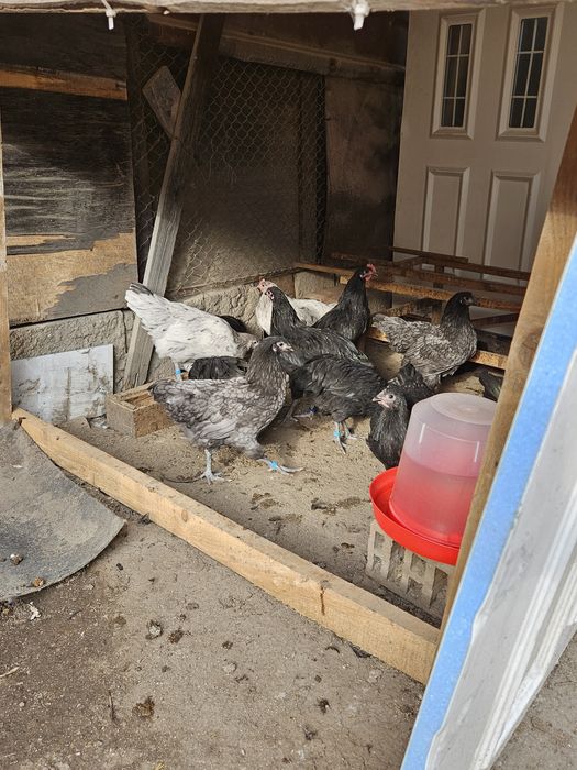 Австралорп-кокошки и пилета