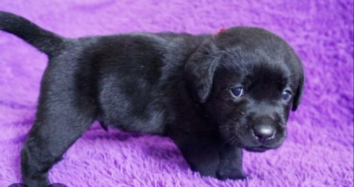 Щенки лабрадора мальчики и девочки