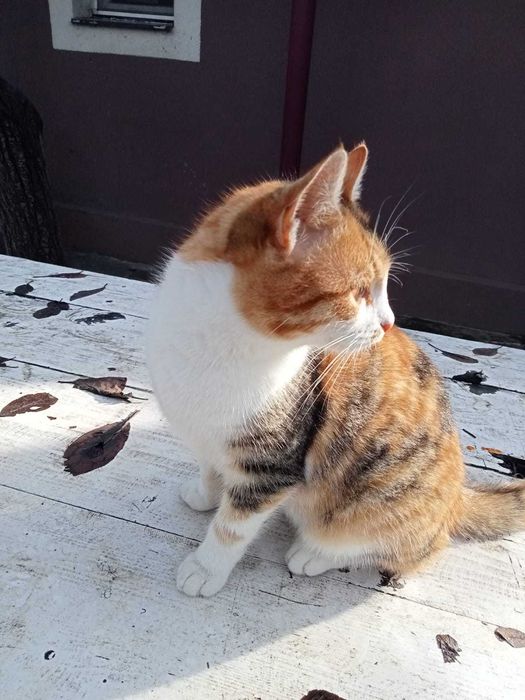 Adoptie motan Bucuresti - da-i o sansa