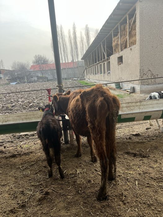 Ona bola bolasi erkak