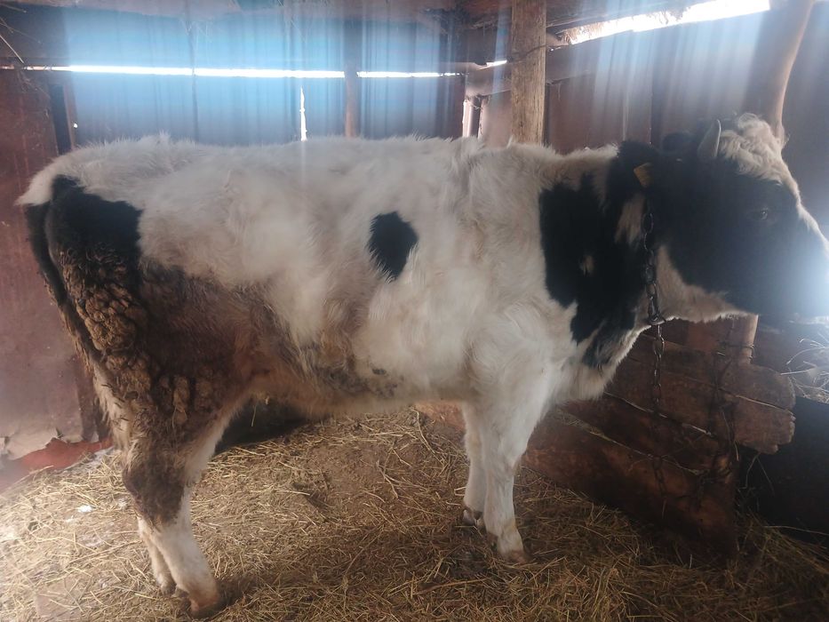 Продам тёлку не стельную