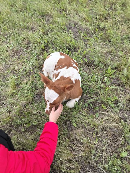 Продам корову с теленком