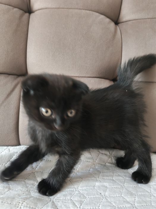 Продам двух вислоухих котят.