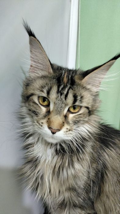 Продаю кота породы мейн-кун