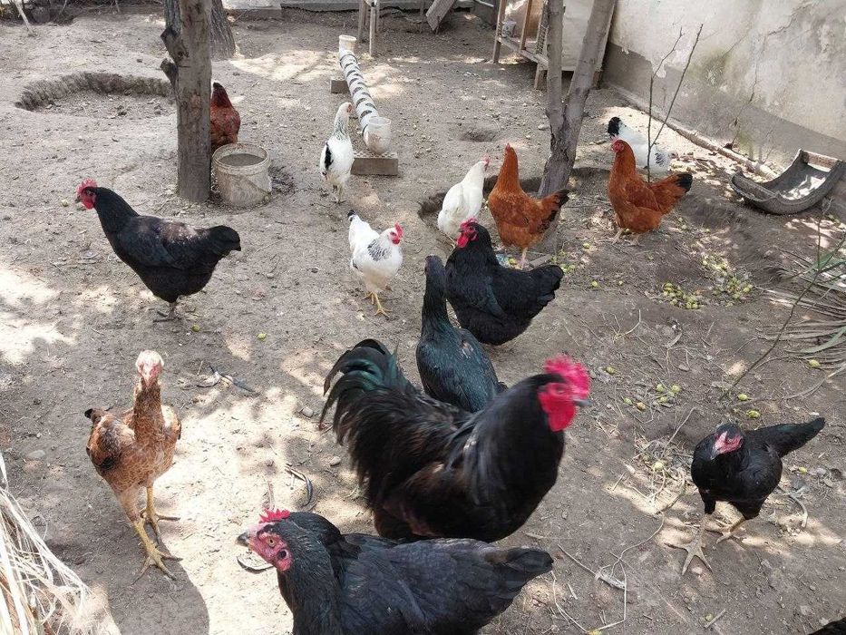 Продаю породстих птиц