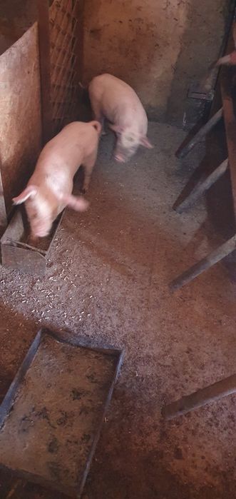 Продаются поросята