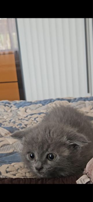 Котенок 2 месяца(метис)