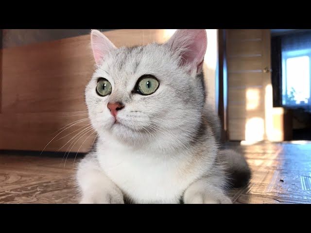 Шотландская Шиншилла