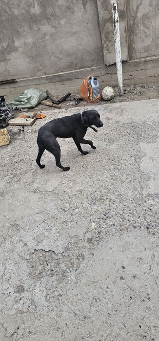 Собака отдам даром