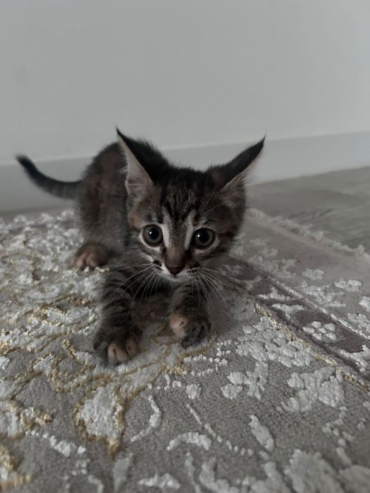 отдадим котят в добрые руки