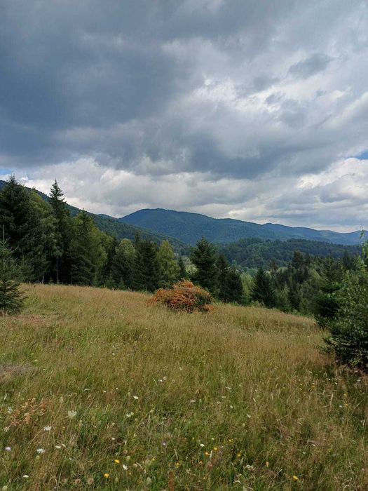 Teren extravilan Câmpu lui Neag(Fețele Topliței)-judetul Hunedoara