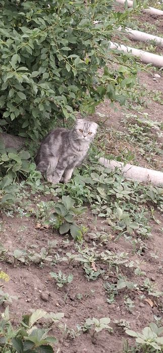 Шотландская вислоухая кошечка