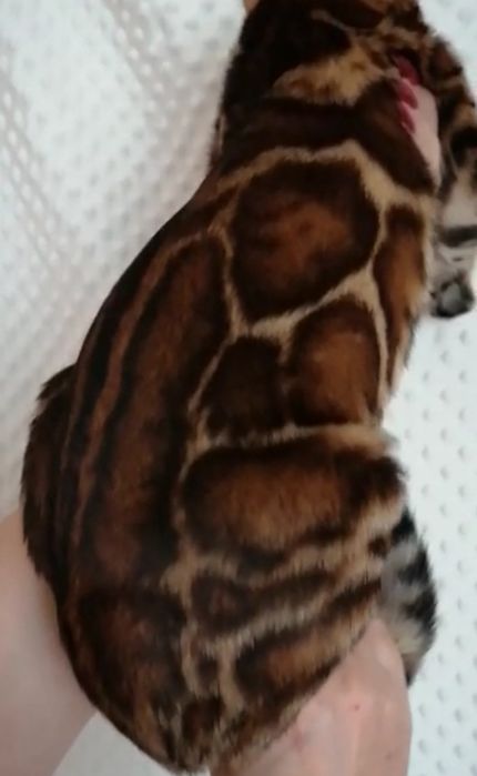 Красивейшие бенгальские котята