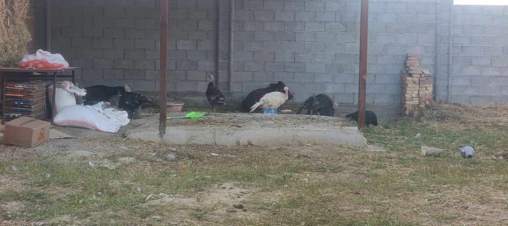 Туйетауык сатылады