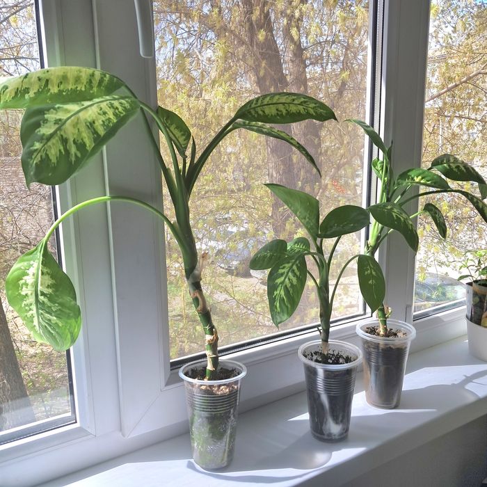 Диффенбахия! Продам!