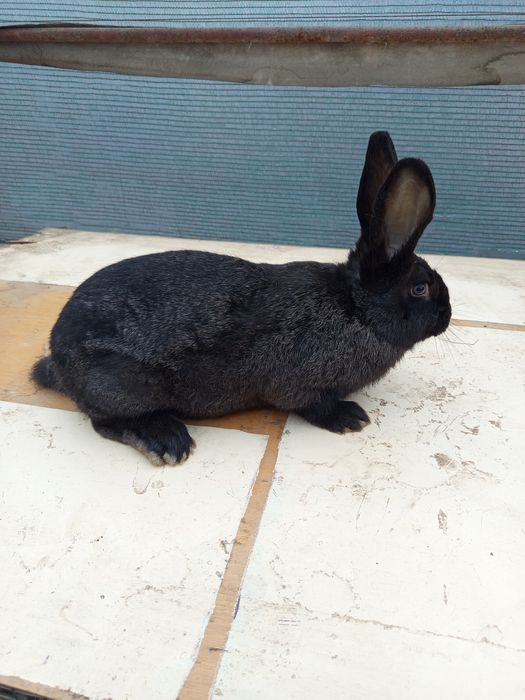 Зайци мъжки и женски