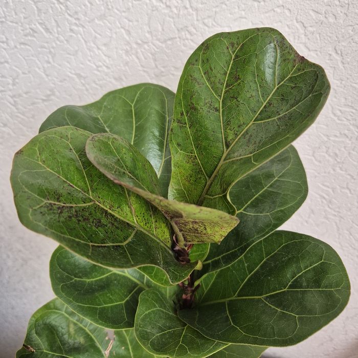 Фикус Лирата Бамбини