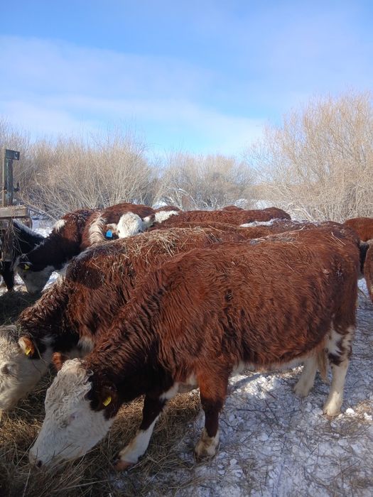 Коровы белоголовы