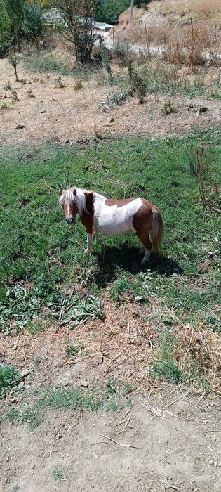 Пони отлар сотилади она бола