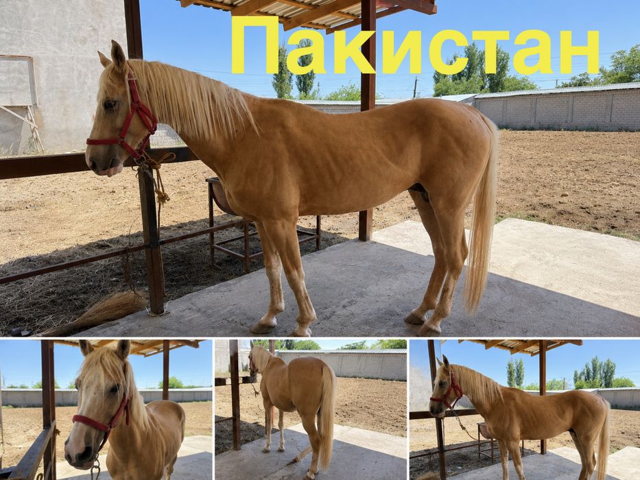 Ахалтекин отлари