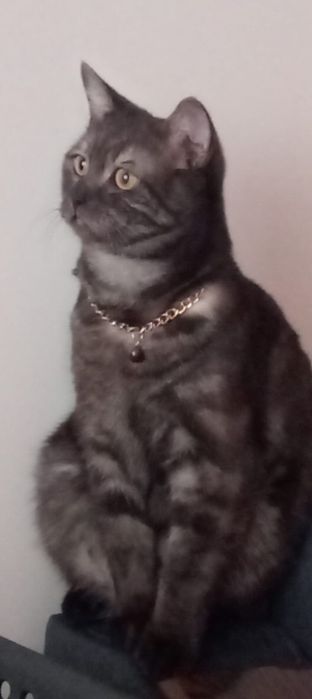 Отдам в добрые руки шотландского кота .