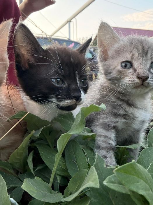 котята в добрые руки