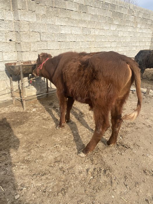 Новосча  сотилади