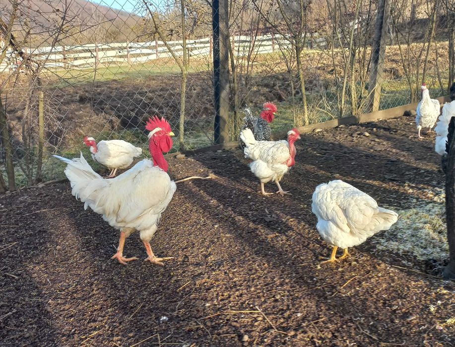 Ouă de incubație – Gât-Golaș transilvănean, creștere liberă