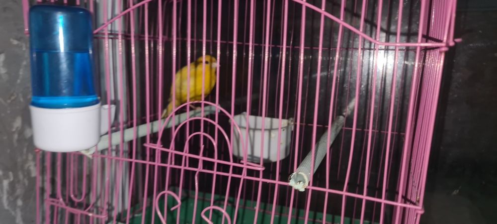 Кенар самец канарейка