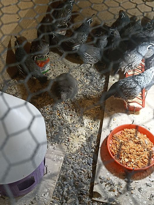 Vînd prepelițe  Californiene ,  pui din anul 2025 .