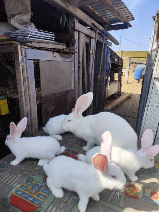 Vând cușcă și iepuri