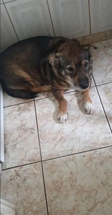 Catea nu este de rasa