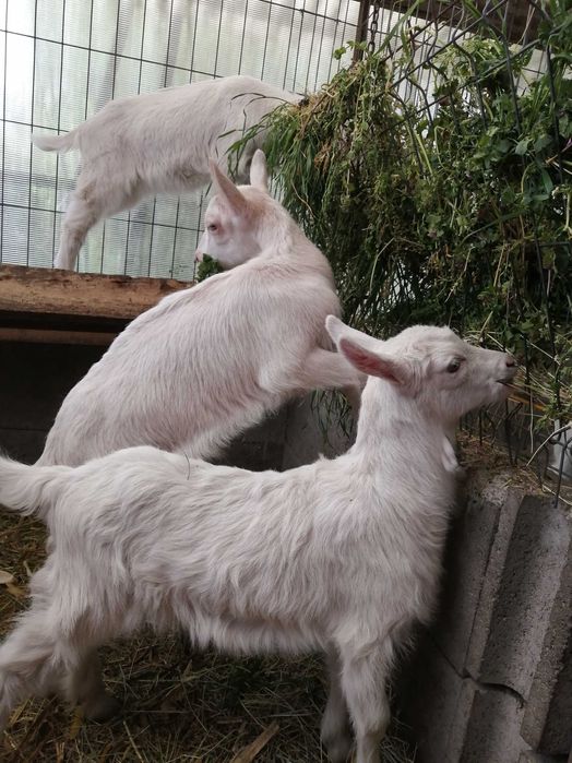 Iezi de vănzare la Diosig