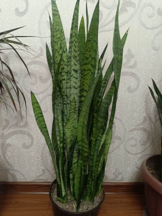 мы сами выращивали его с малости