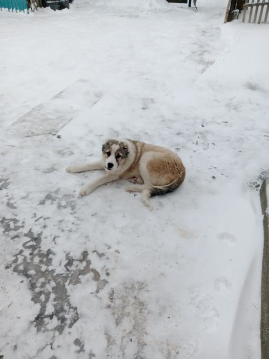 Ургашы Алабай сатылады