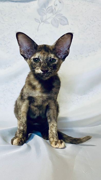 Котята ориентальной породы